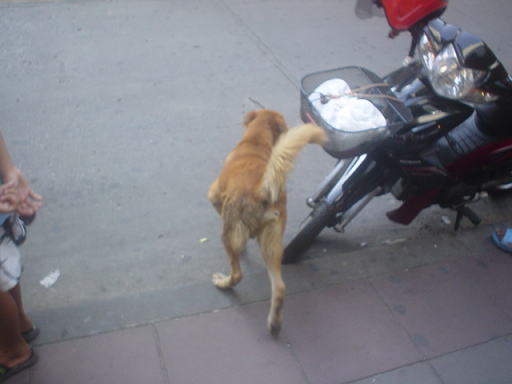 �o���R�N�s���ɂ������񂢂���ǌ�